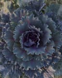 Osaka Red Cabbage thumbnail 3