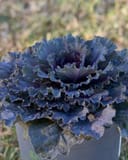 Osaka Red Cabbage thumbnail 4