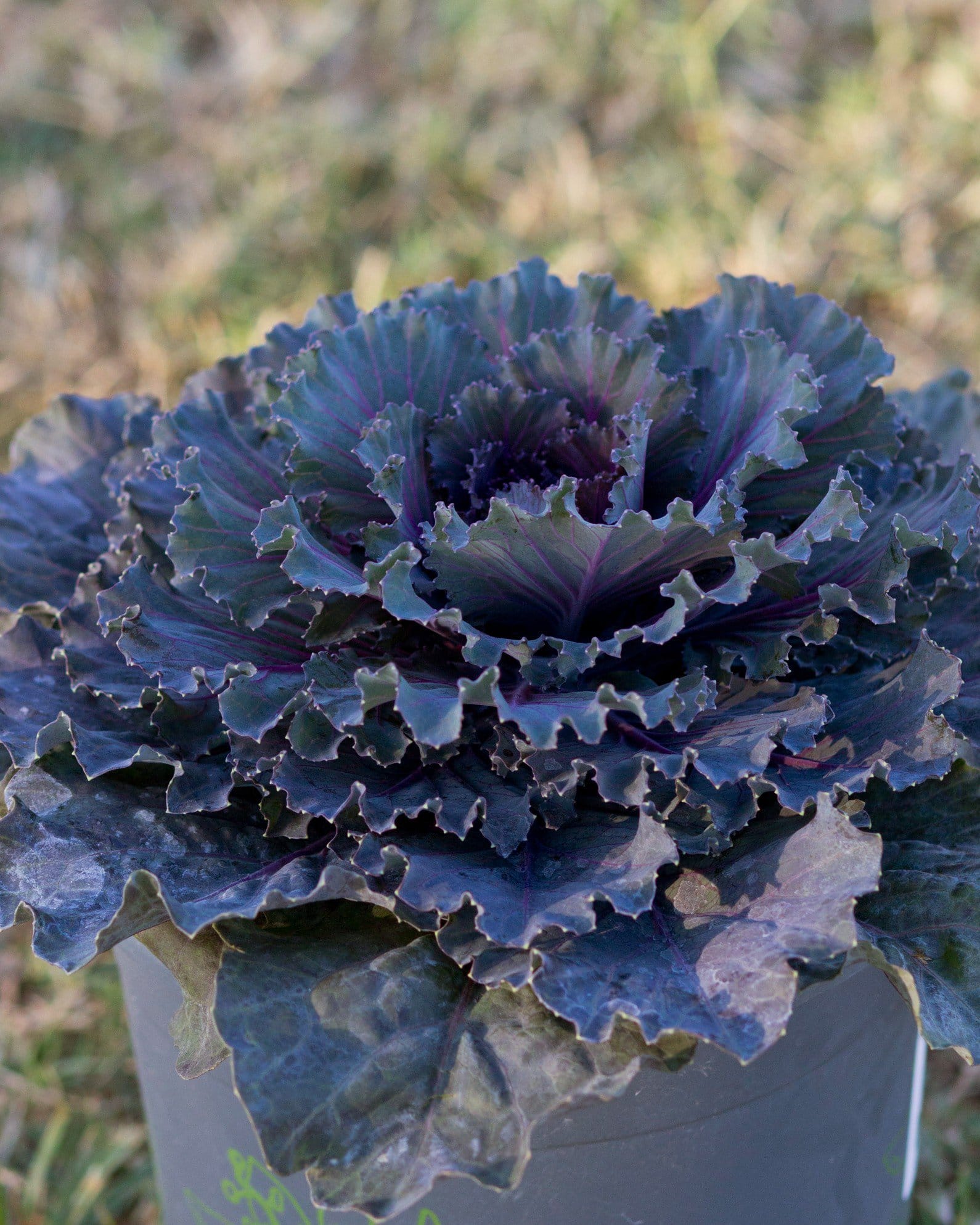 Osaka Red Cabbage - view 4