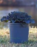 Osaka Red Cabbage thumbnail 5