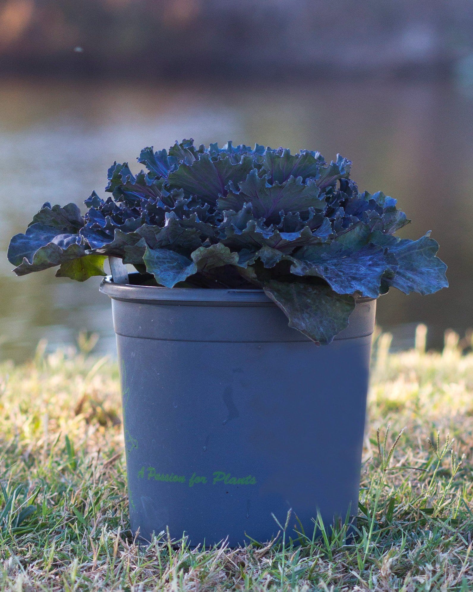 Osaka Red Cabbage - view 5