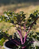 Sunbor Kale thumbnail 1