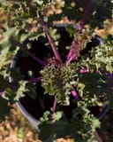 Sunbor Kale thumbnail 2