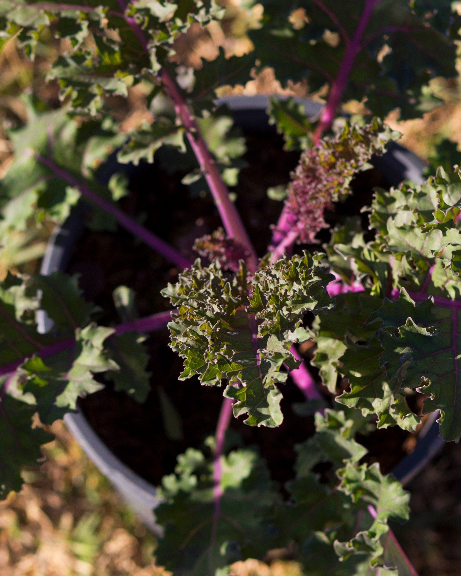 Sunbor Kale - Image 1