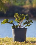 Sunbor Kale thumbnail 4