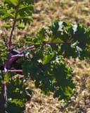 Sunbor Kale thumbnail 5