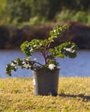 Sunbor Kale thumbnail 7