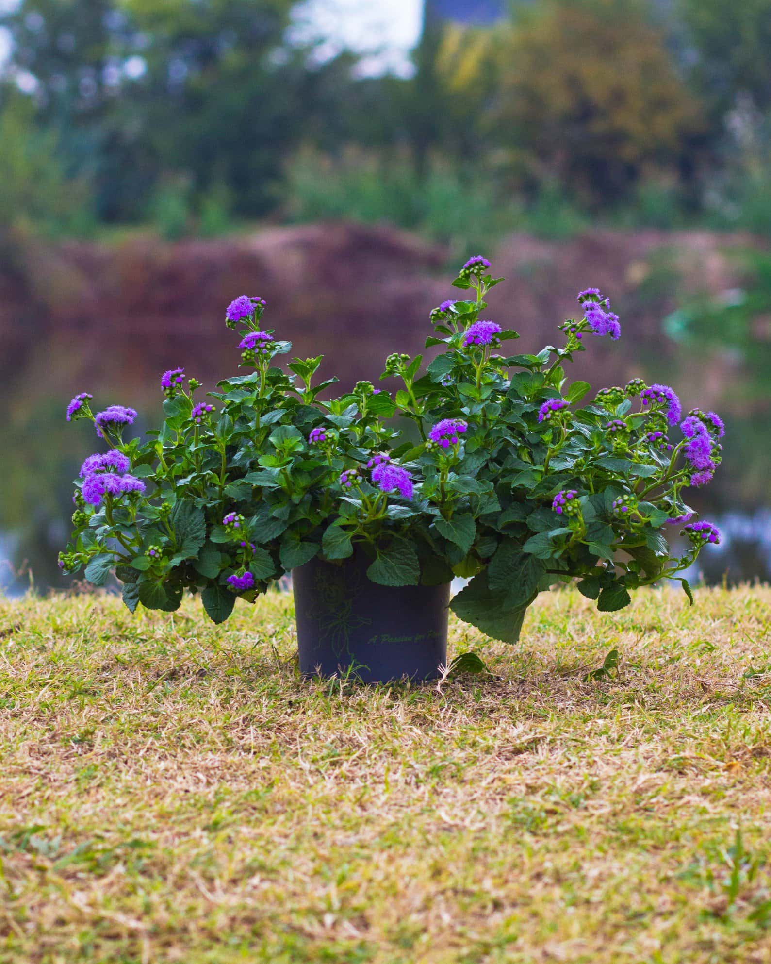 Monarch Magic Flossflower - Image 3