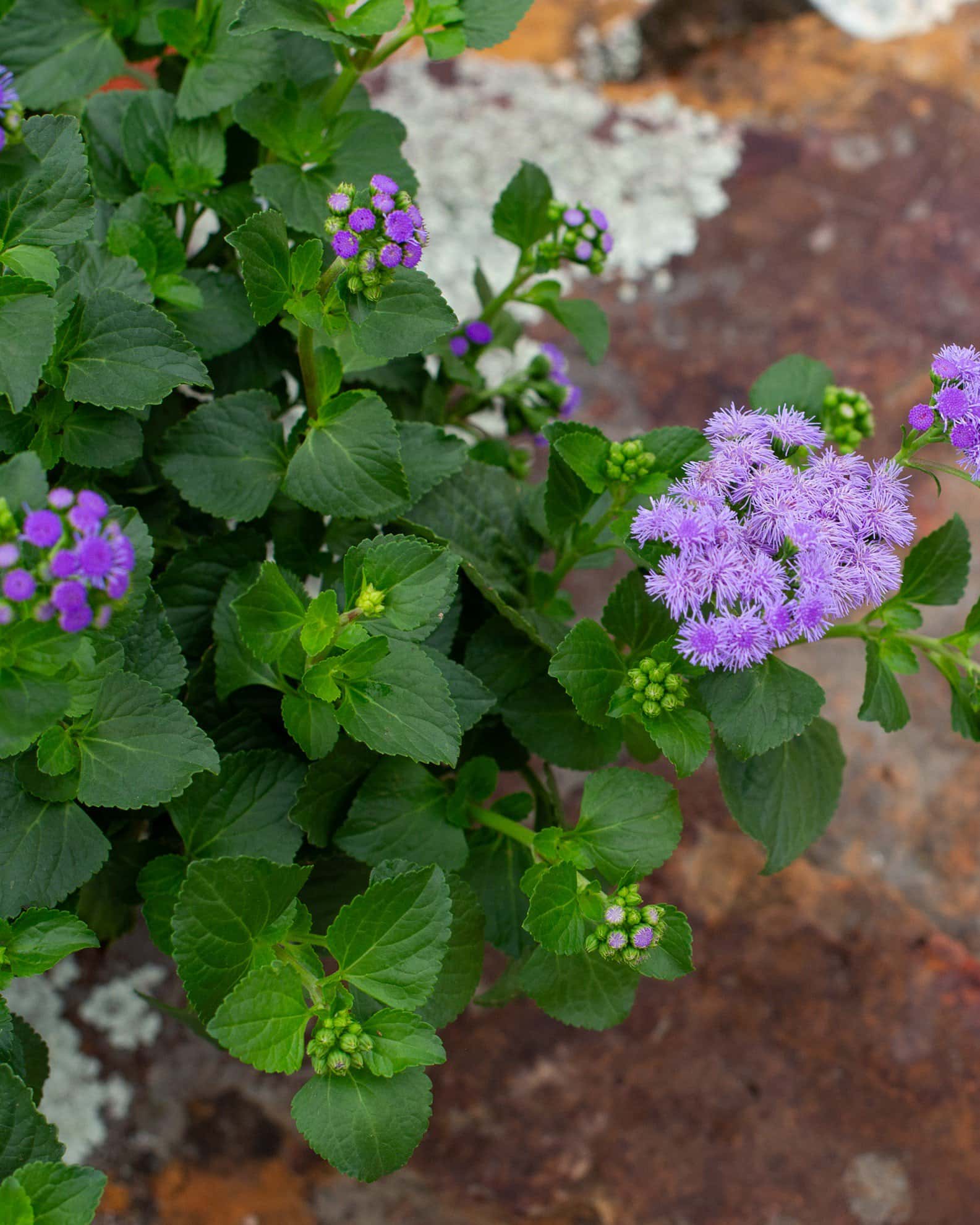 Monarch Magic Flossflower - Image 4