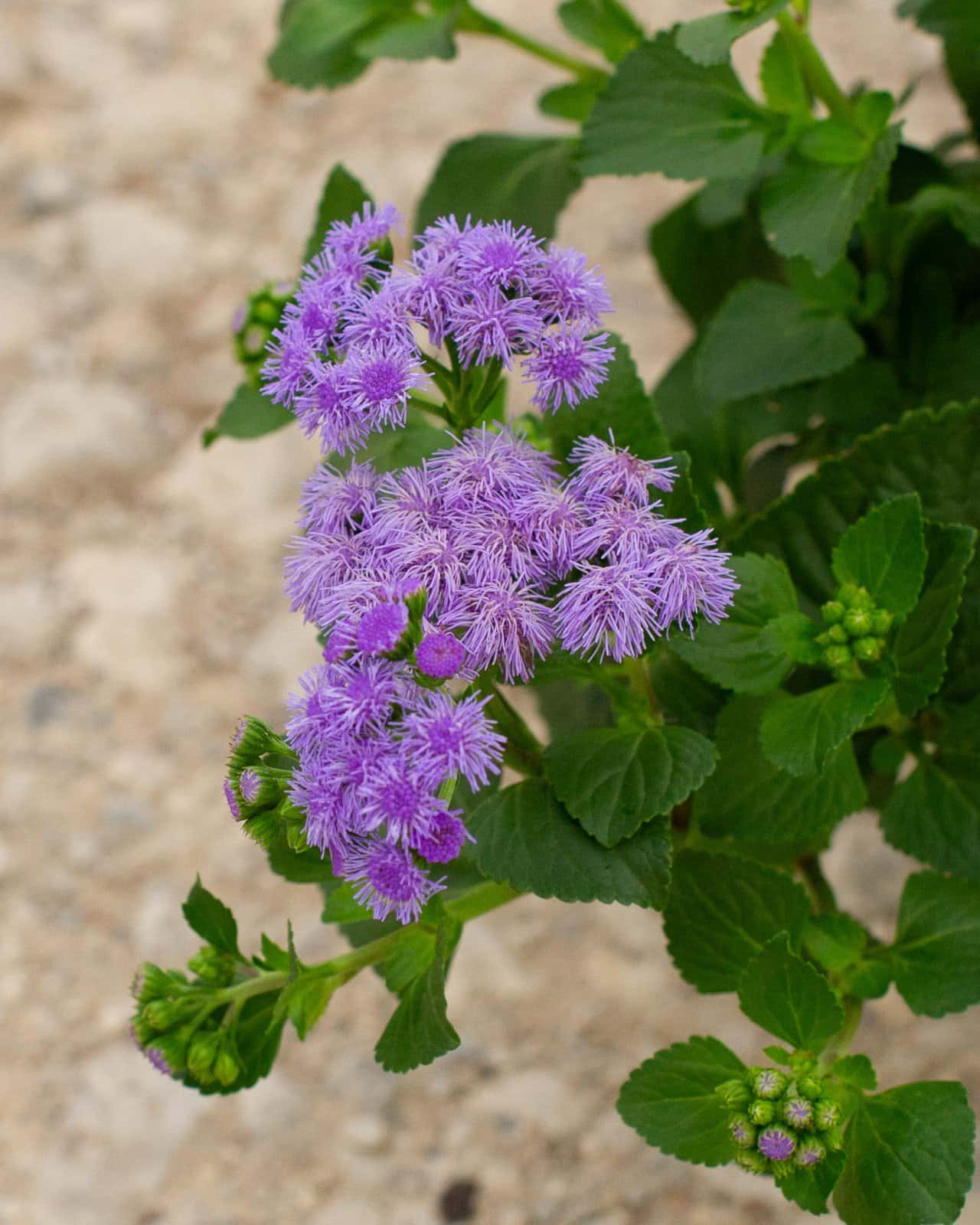 Monarch Magic Flossflower - Image 5