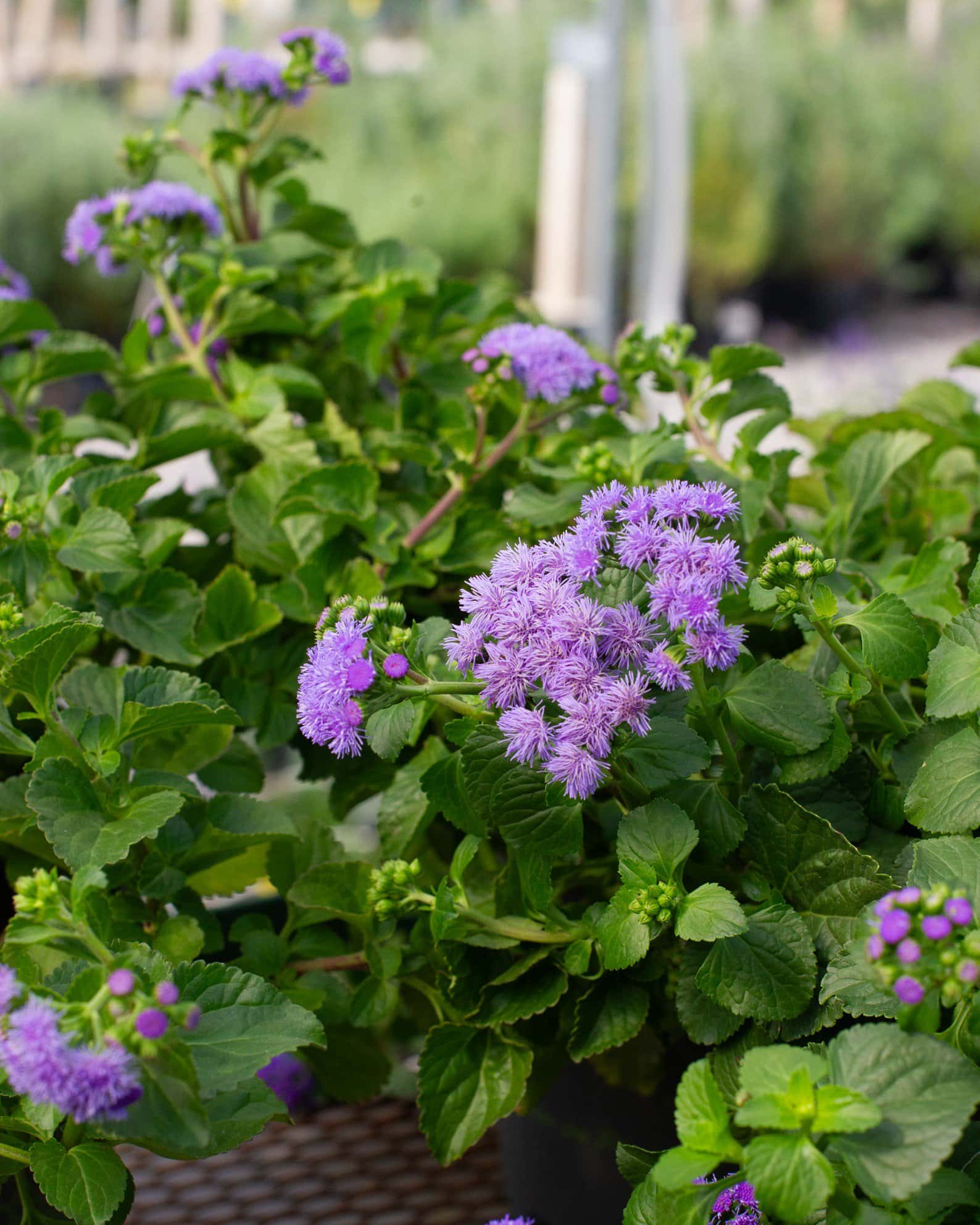 Monarch Magic Flossflower - Image 6