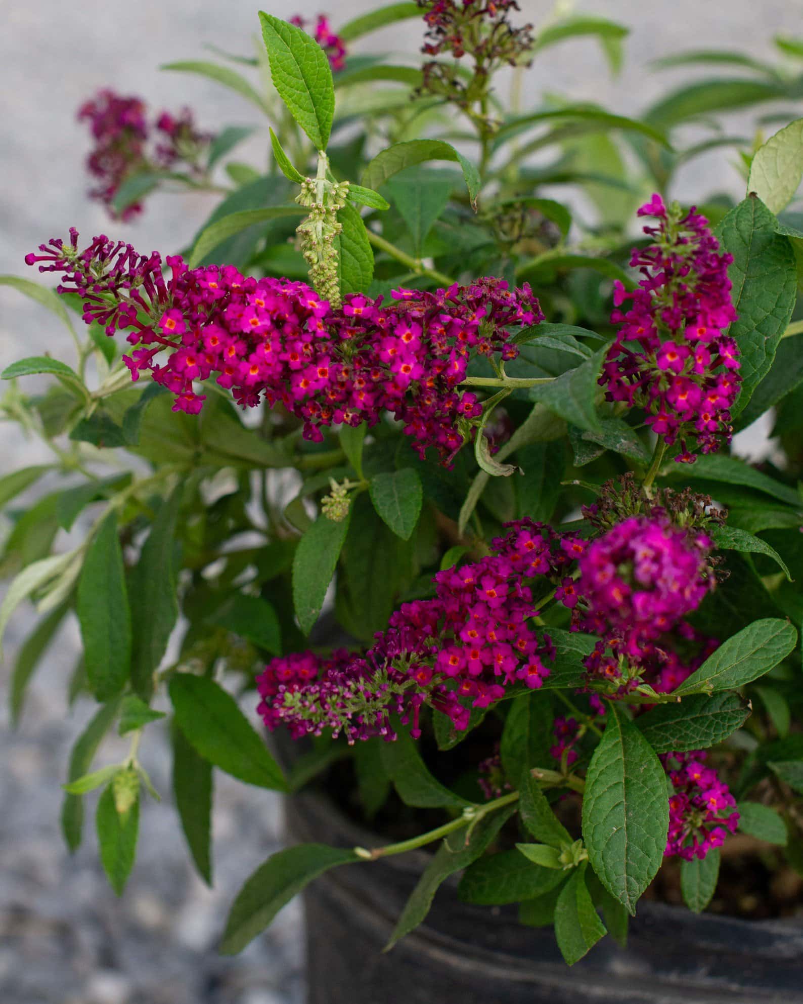 CranRazz Buddleia Butterfly Bush - Main Image