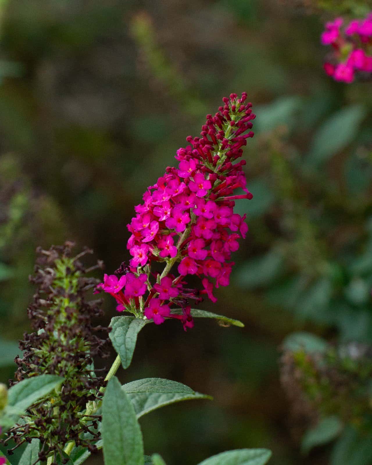 CranRazz Buddleia Butterfly Bush - Image 1