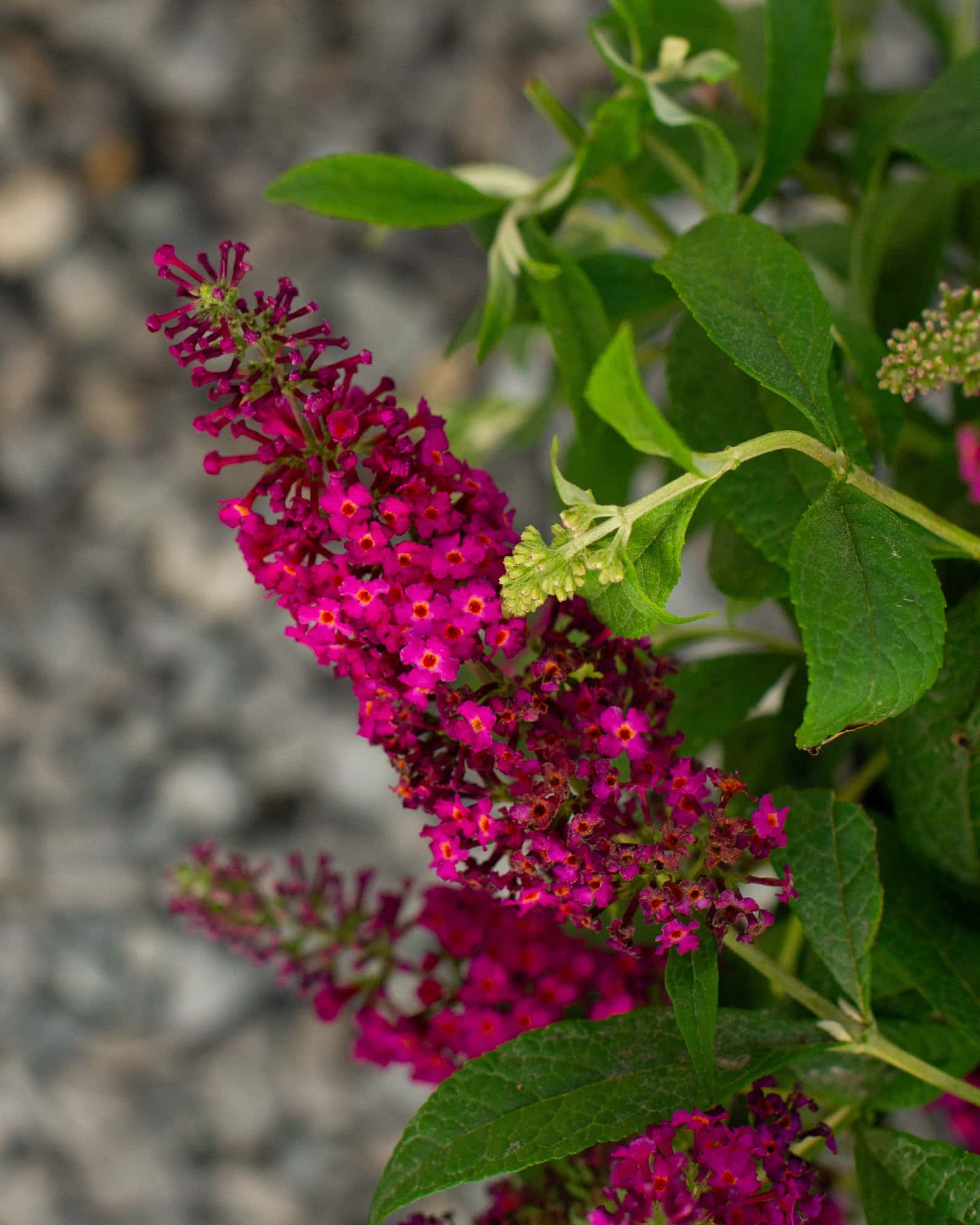 CranRazz Buddleia Butterfly Bush - Image 2