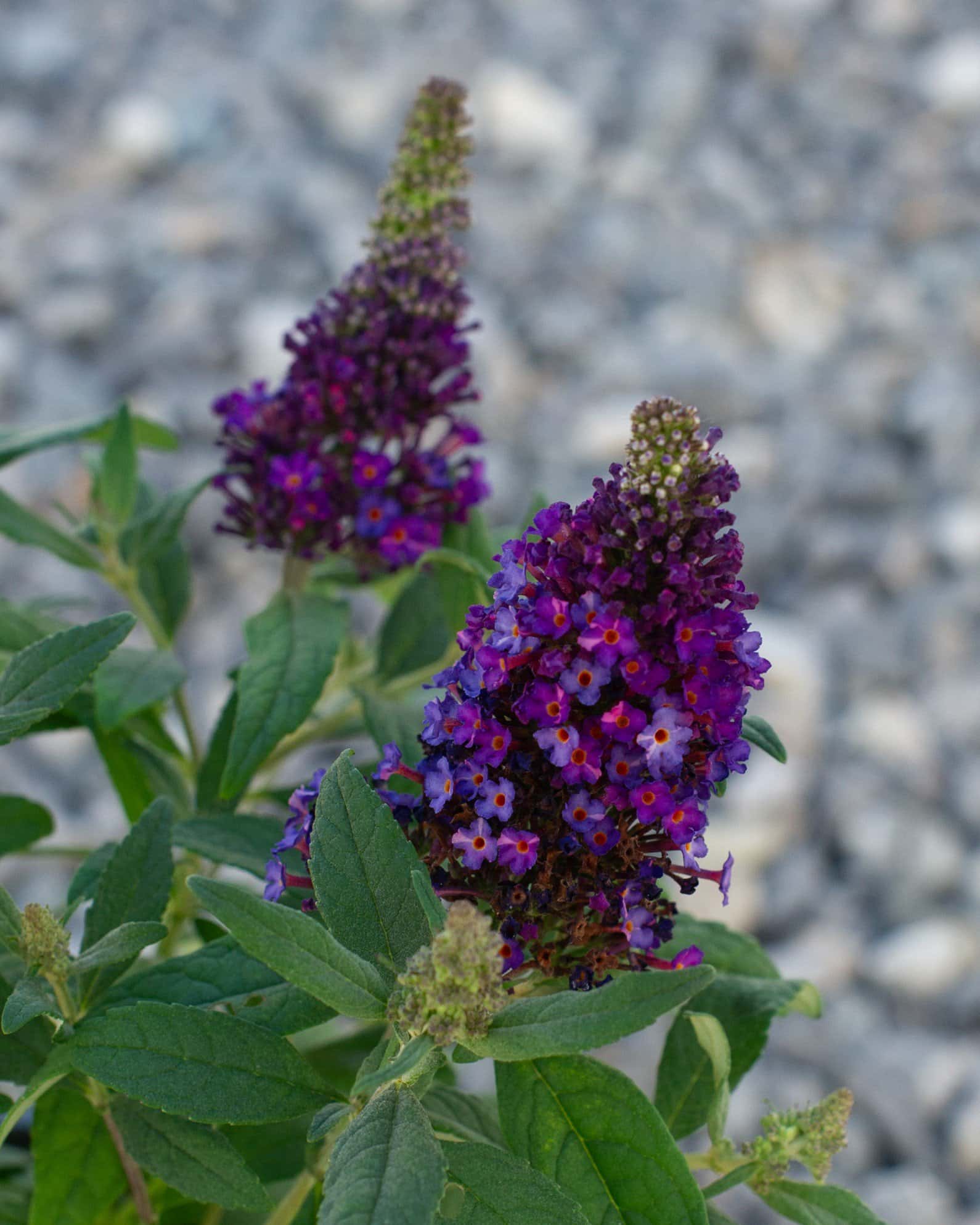 Little Rockstars Purple Buddleia Butterfly Bush - Image 1