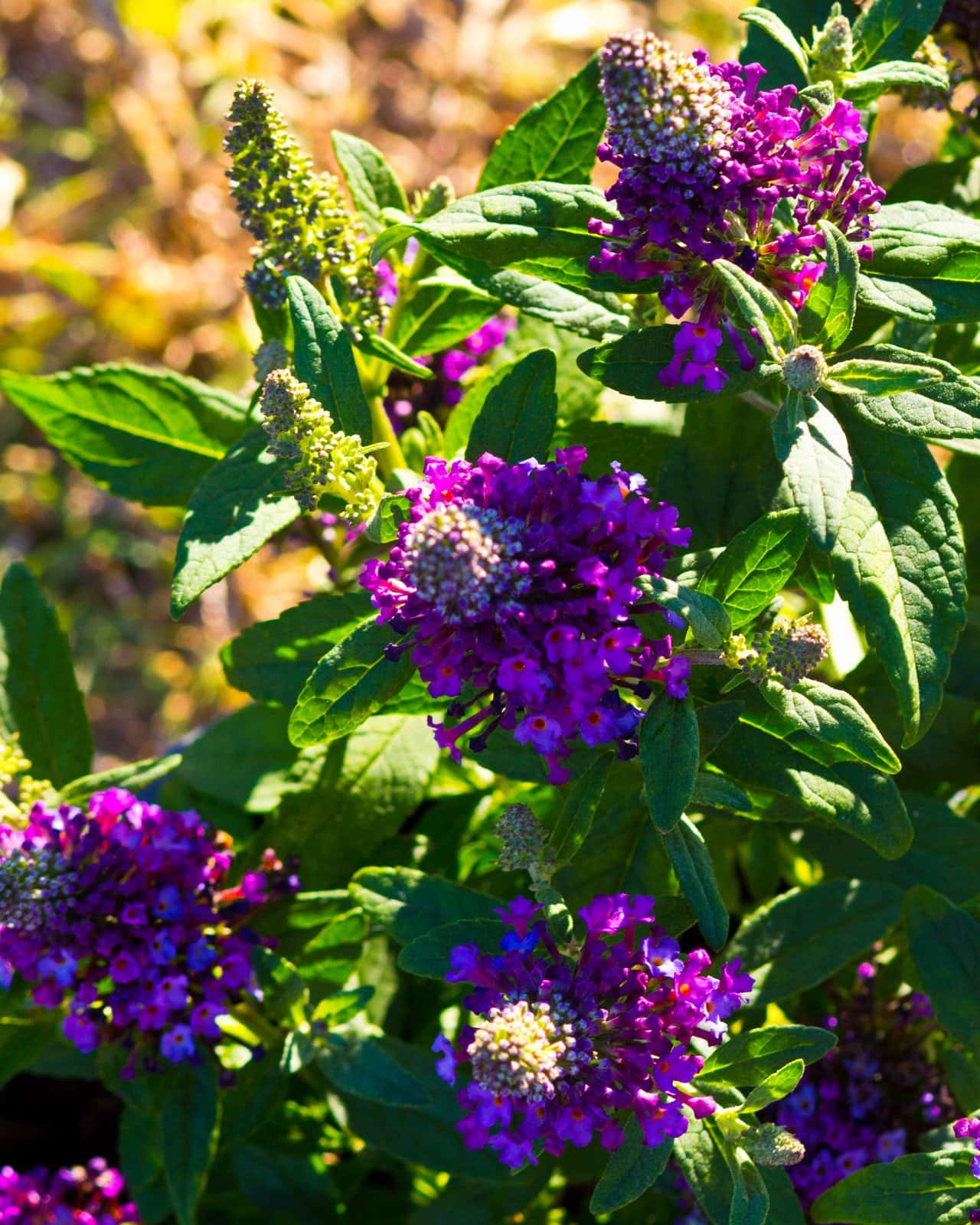Little Rockstars Purple Buddleia Butterfly Bush - Image 3