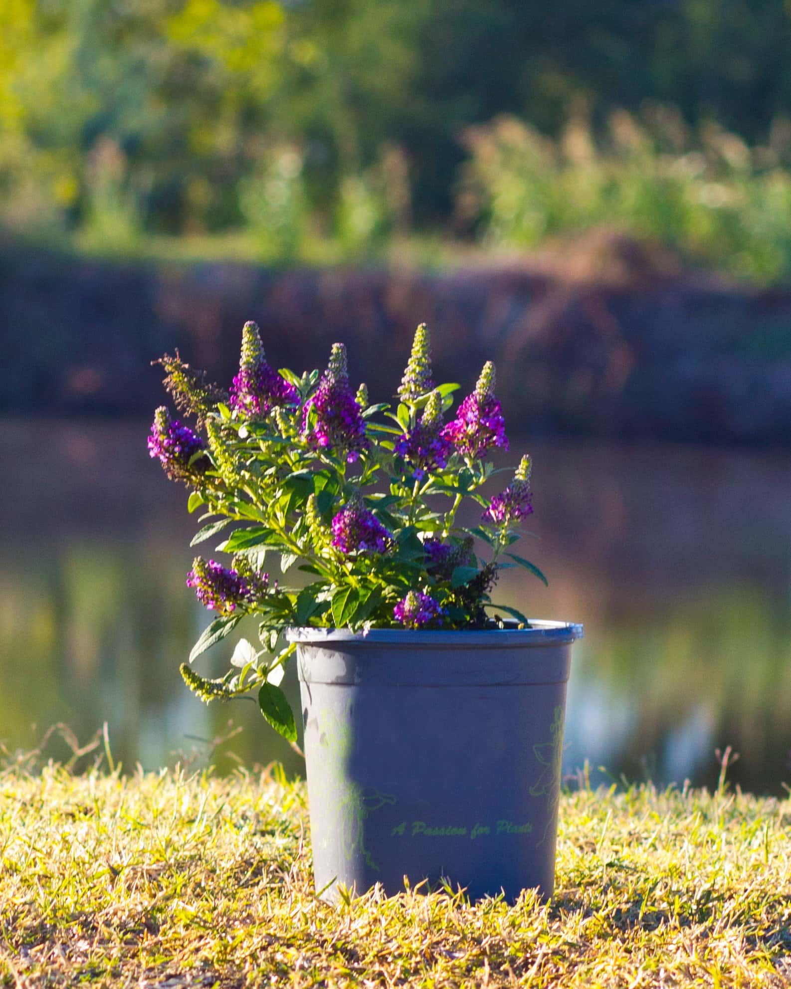 Little Rockstars Purple Buddleia Butterfly Bush - Image 4