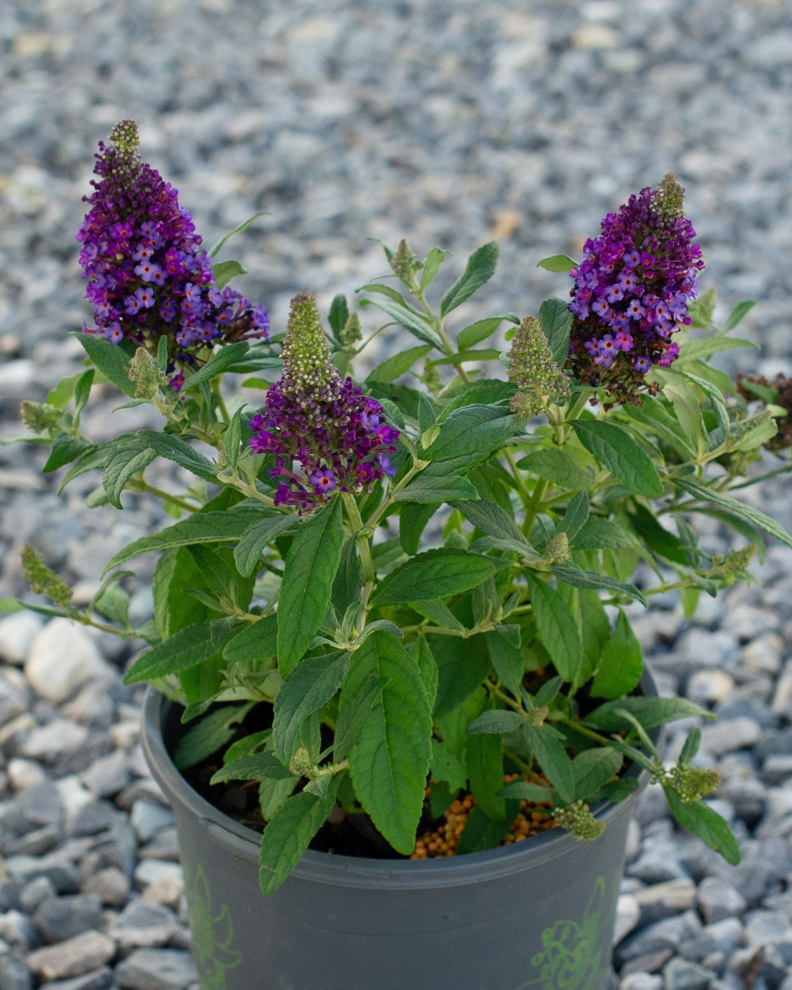 Little Rockstars Purple Butterfly Bush - Image 2