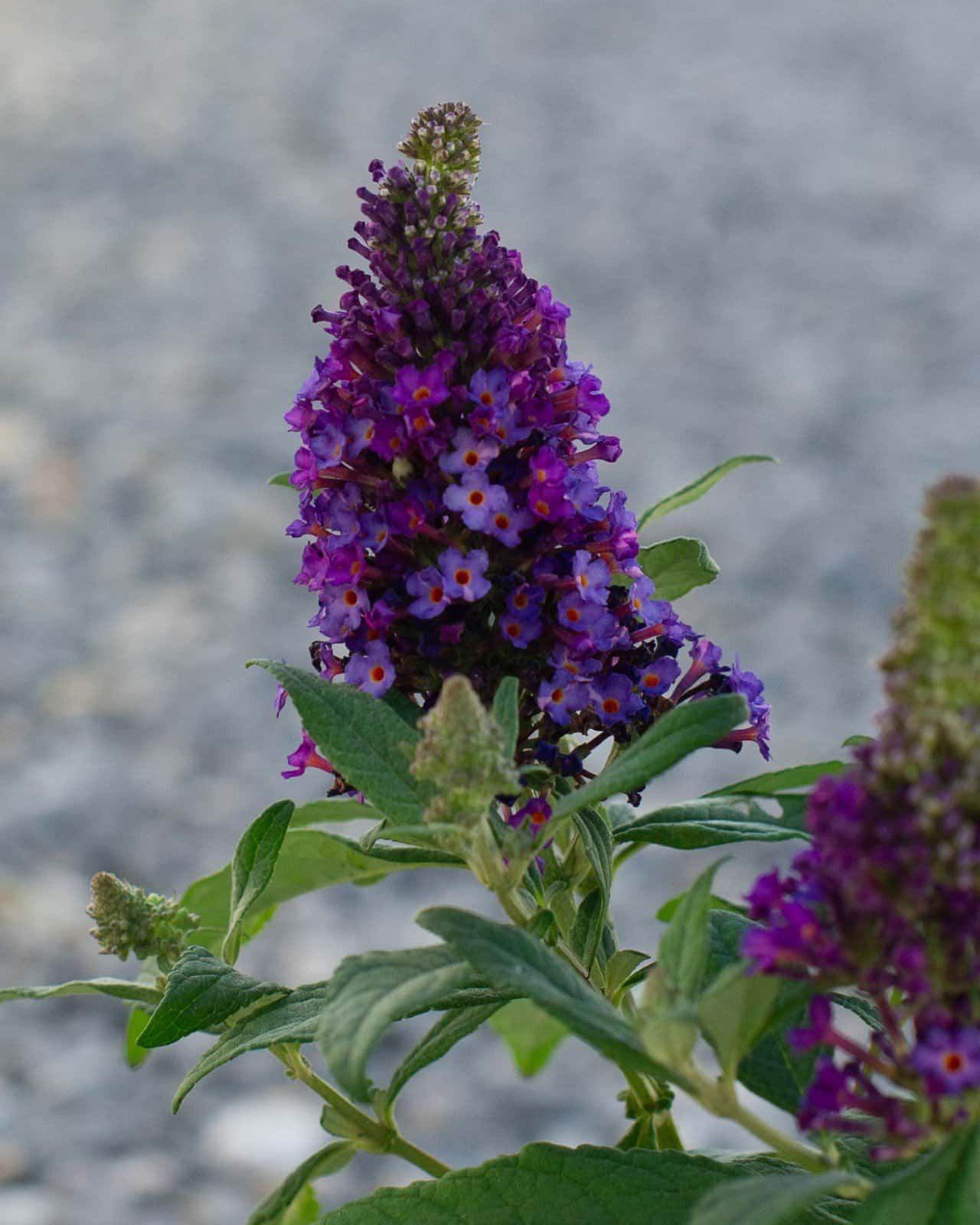 Little Rockstars Purple Buddleia Butterfly Bush - Image 6