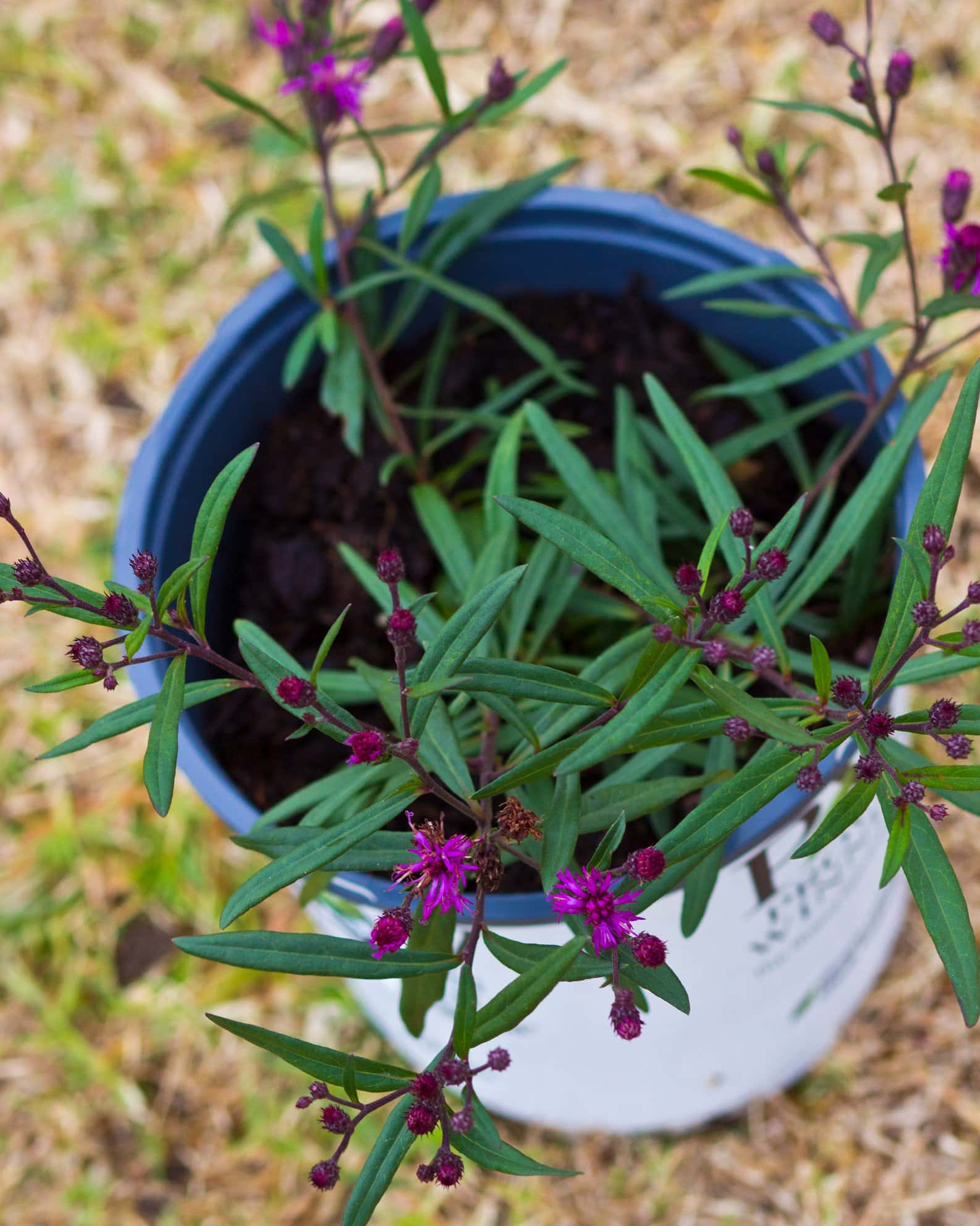 Prairie Princess Ironweed - Image 1