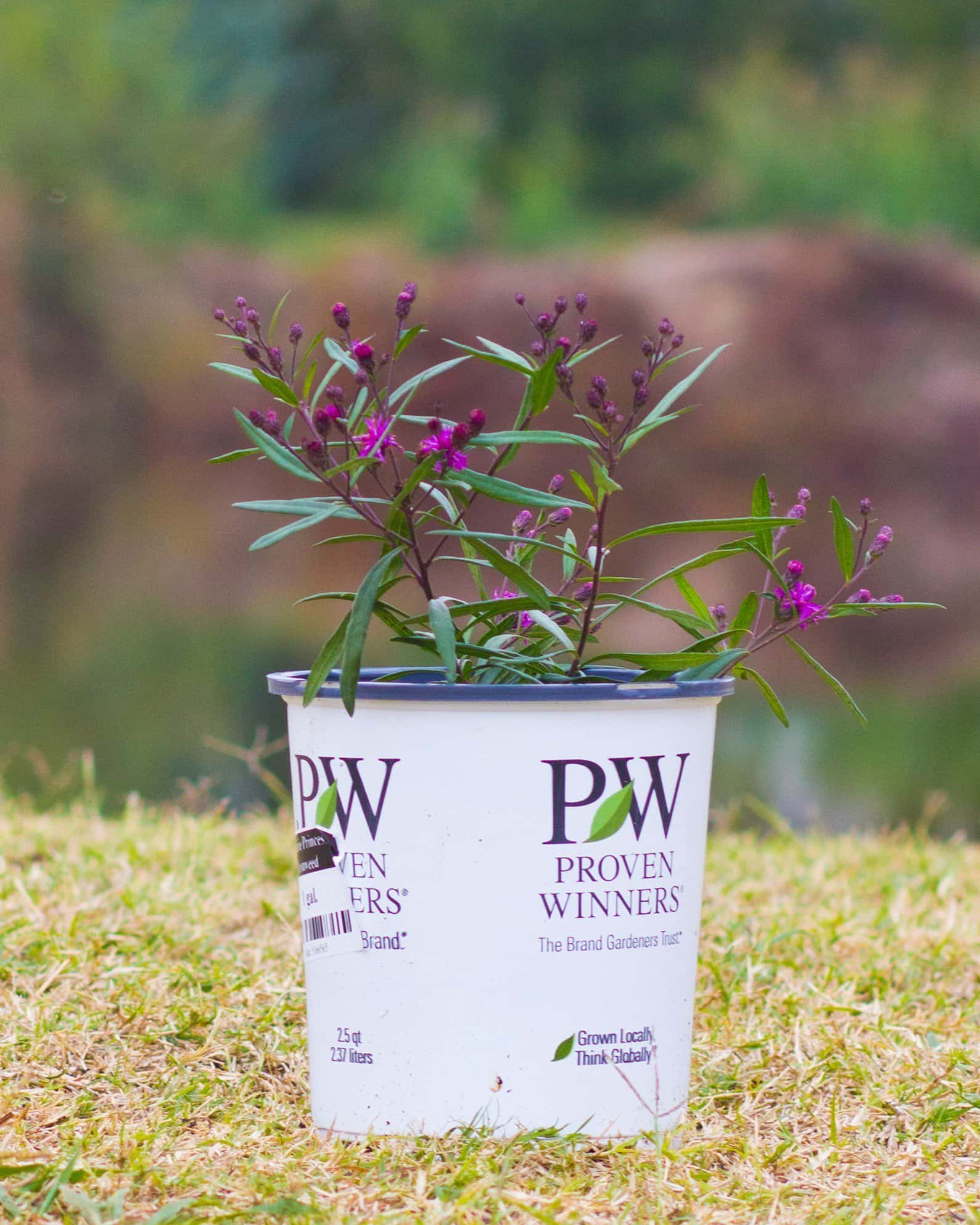 Prairie Princess Ironweed - Image 3