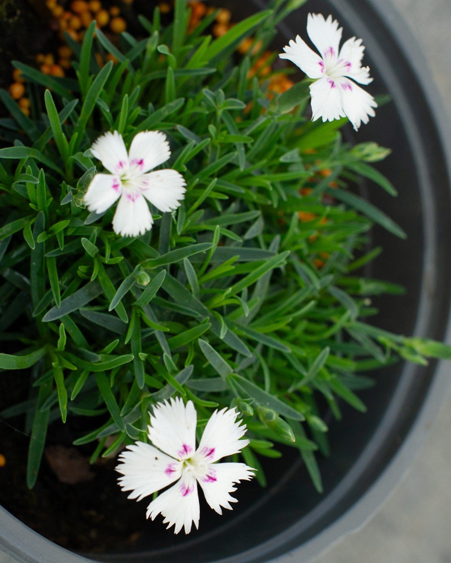 Mountain Frost White Twinkle Dianthus - view 3