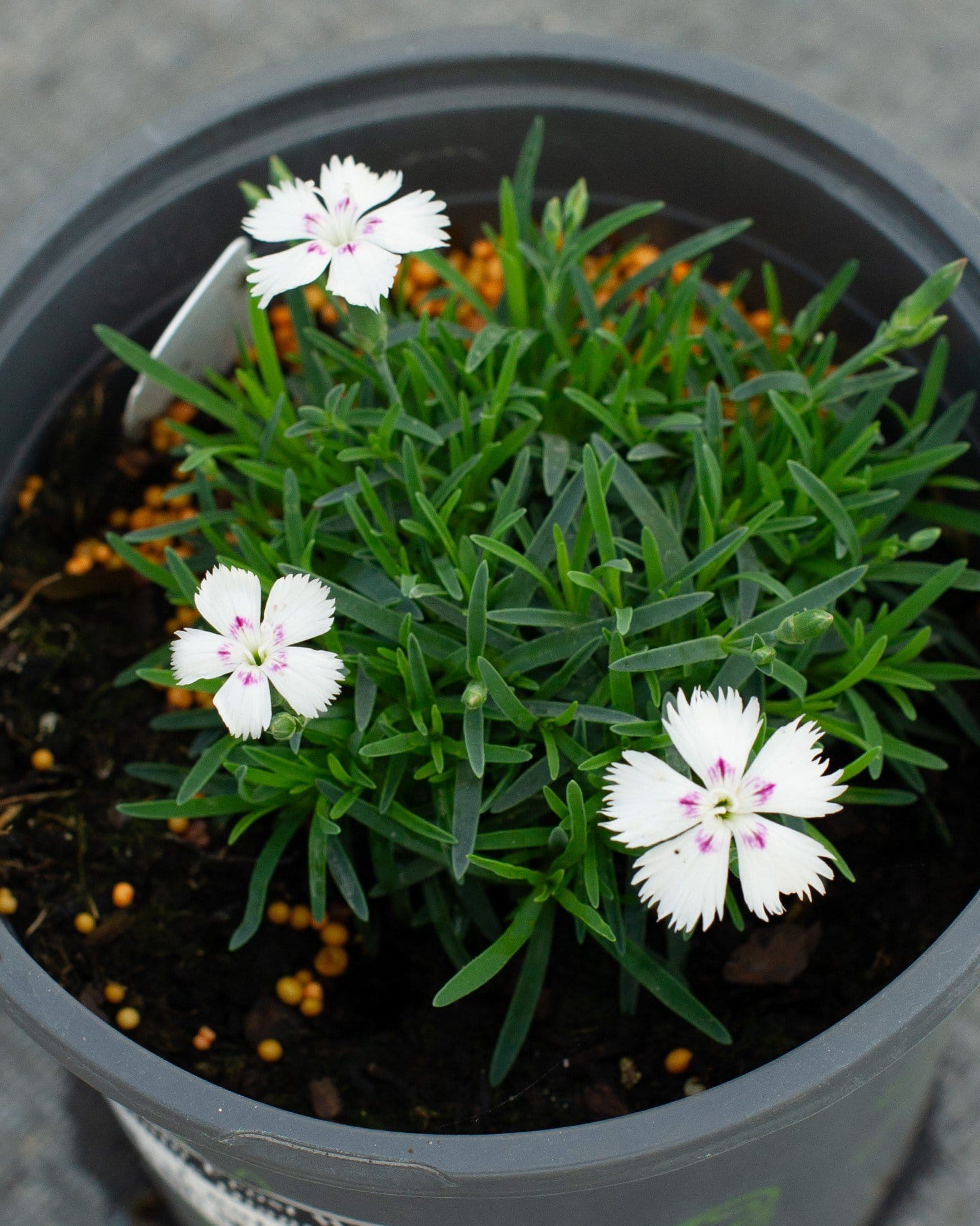 Mountain Frost White Twinkle Dianthus - view 4
