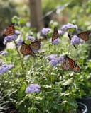 Gregg's Mistflower thumbnail 1