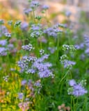 Gregg's Mistflower thumbnail 2