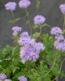 Gregg's Mistflower thumbnail 6