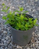 Gregg's Mistflower thumbnail 7