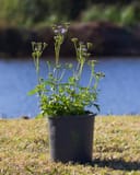 Gregg's Mistflower thumbnail 8
