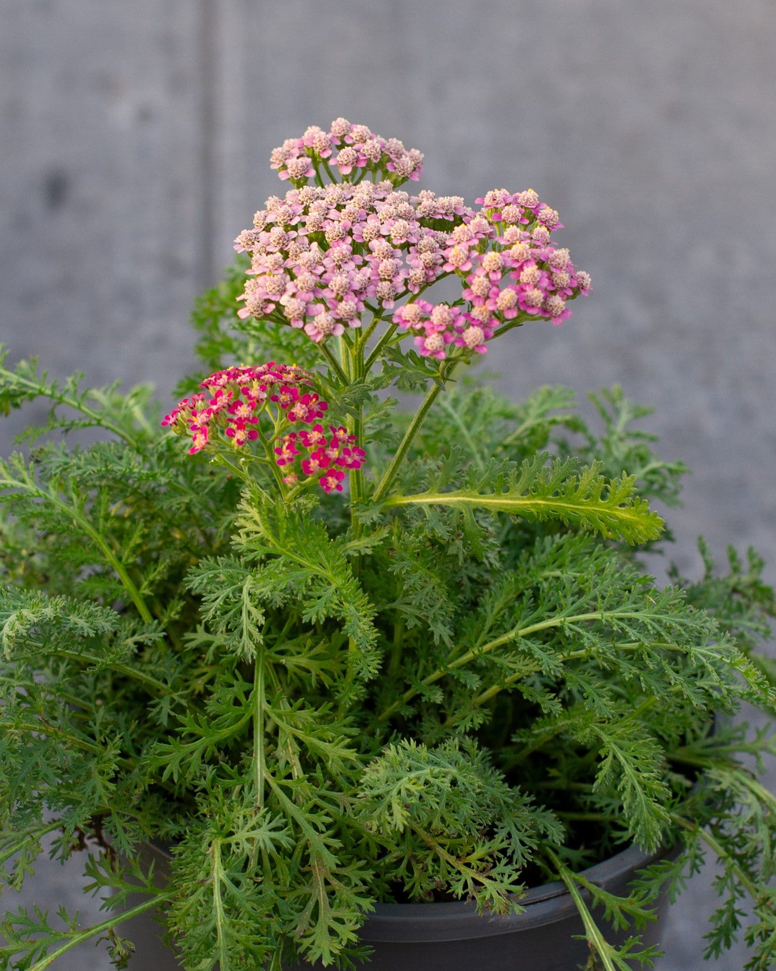 Milly Rock Rose Yarrow - view 3
