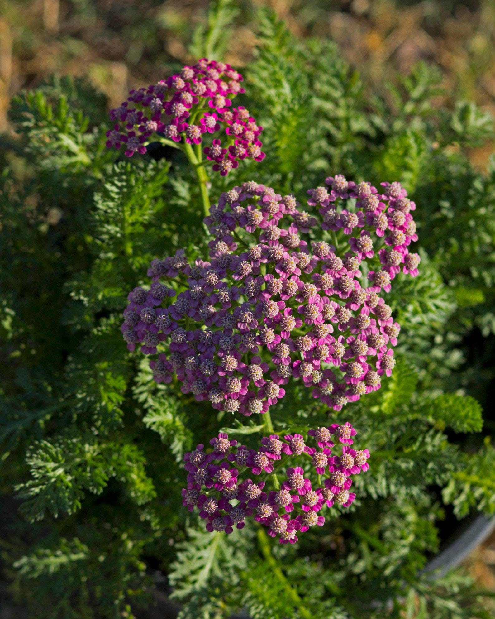 Milly Rock Rose Yarrow - view 4