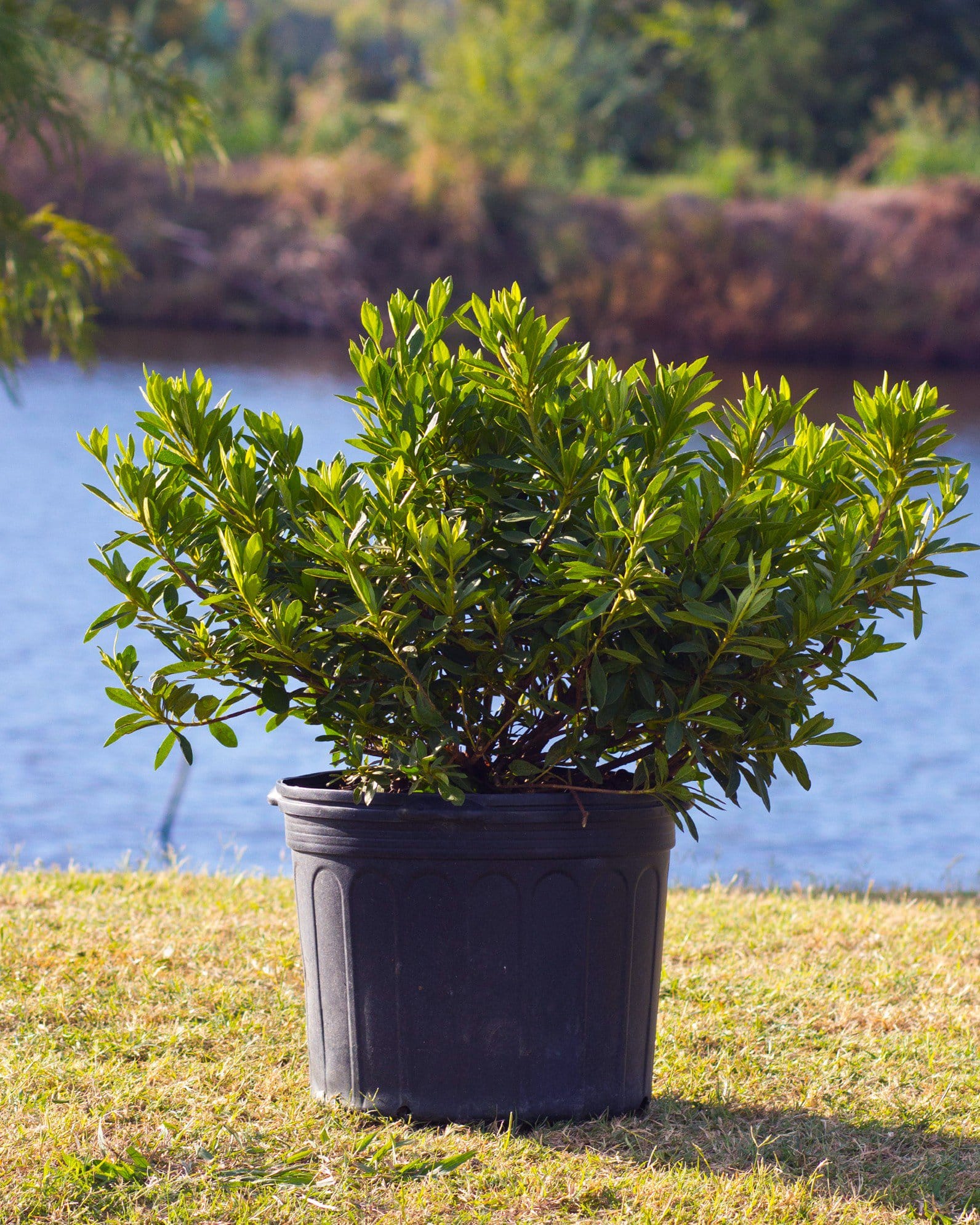 GG Gerbing Azalea - view 2