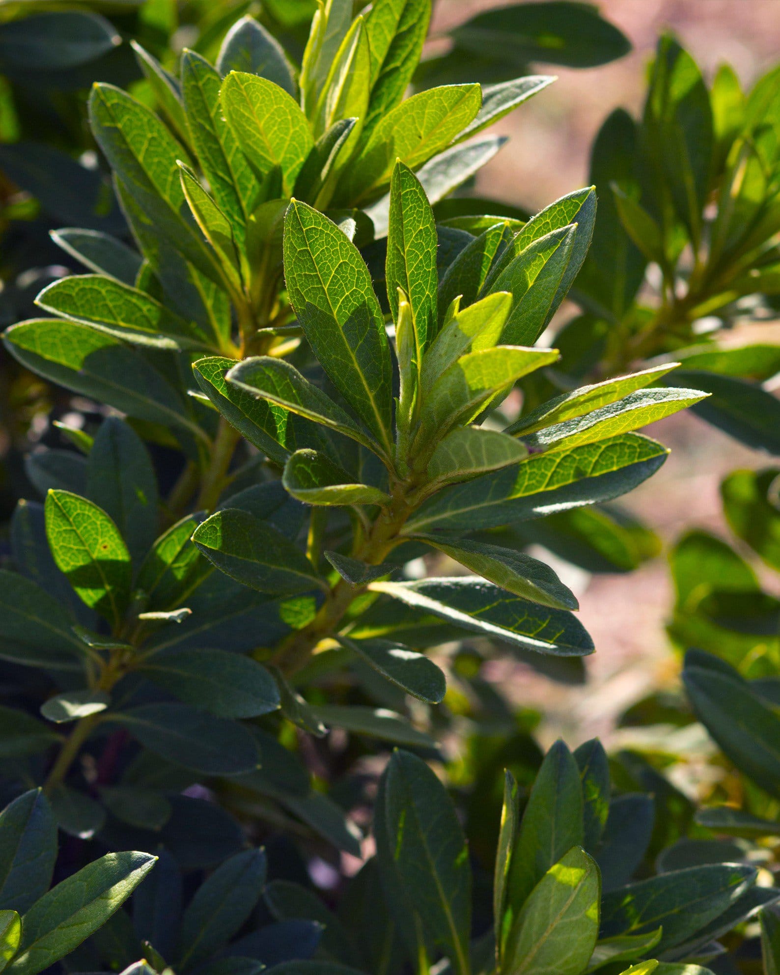 GG Gerbing Azalea - view 4