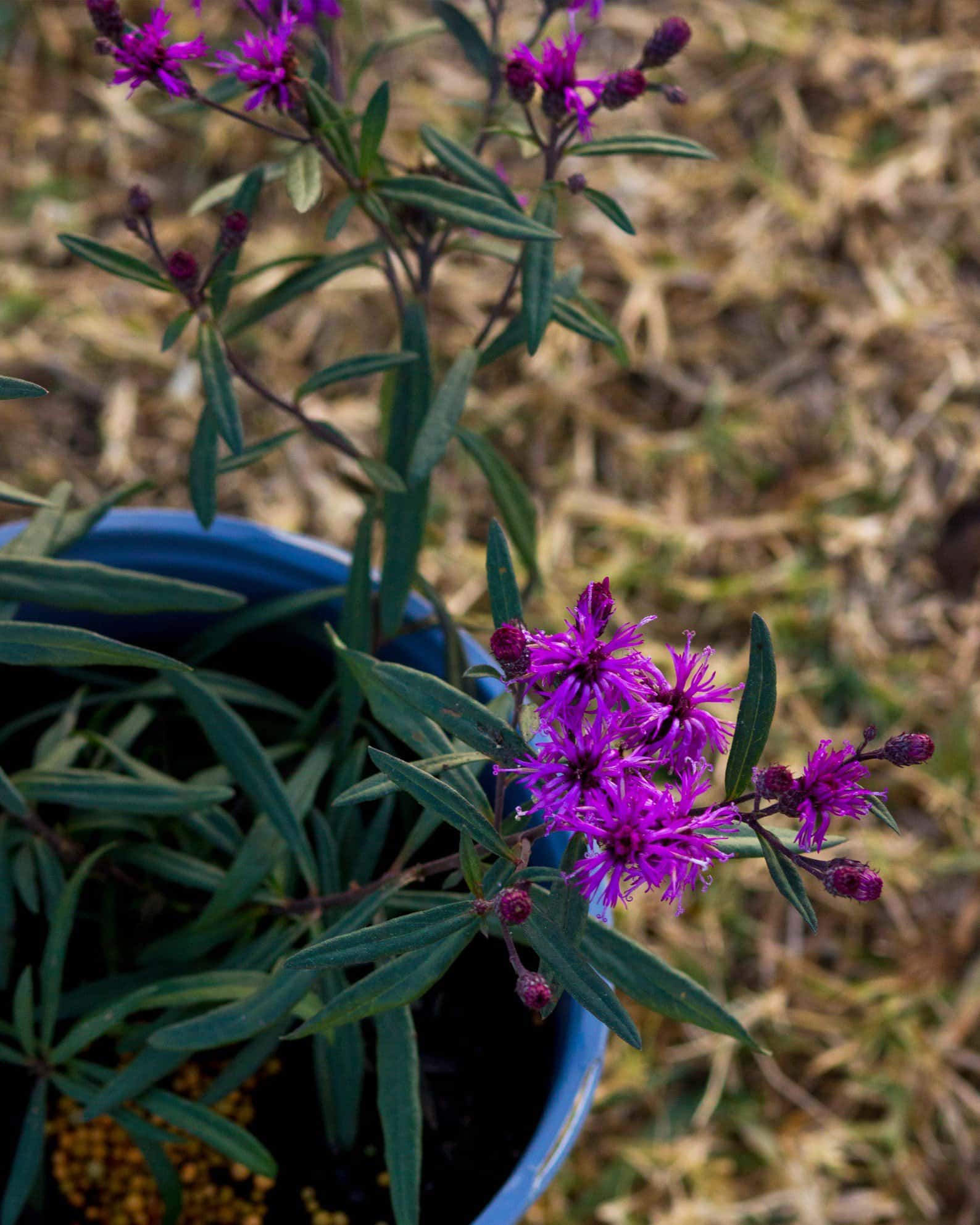 Prairie Princess Ironweed - Image 4