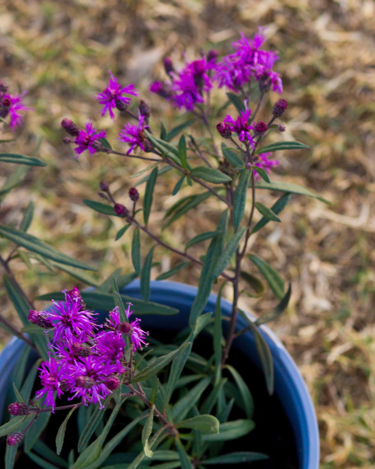 Prairie Princess Ironweed - Image 5