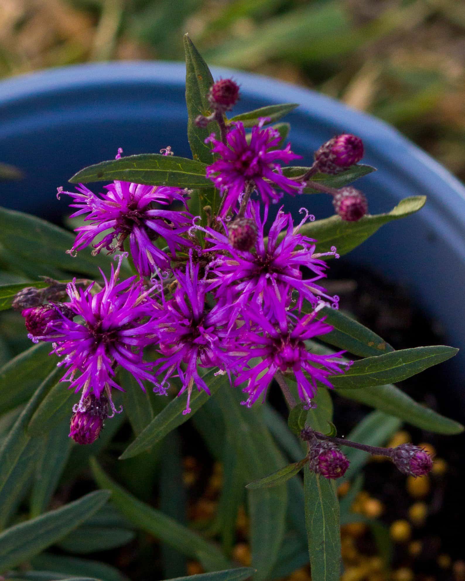 Prairie Princess Ironweed - Image 6