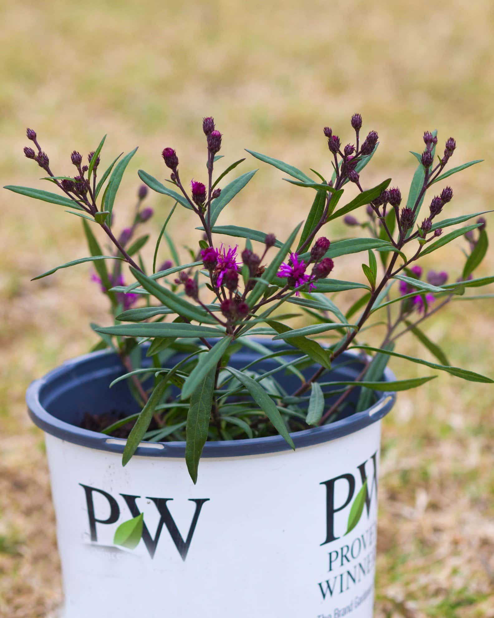 Prairie Princess Ironweed - Image 7