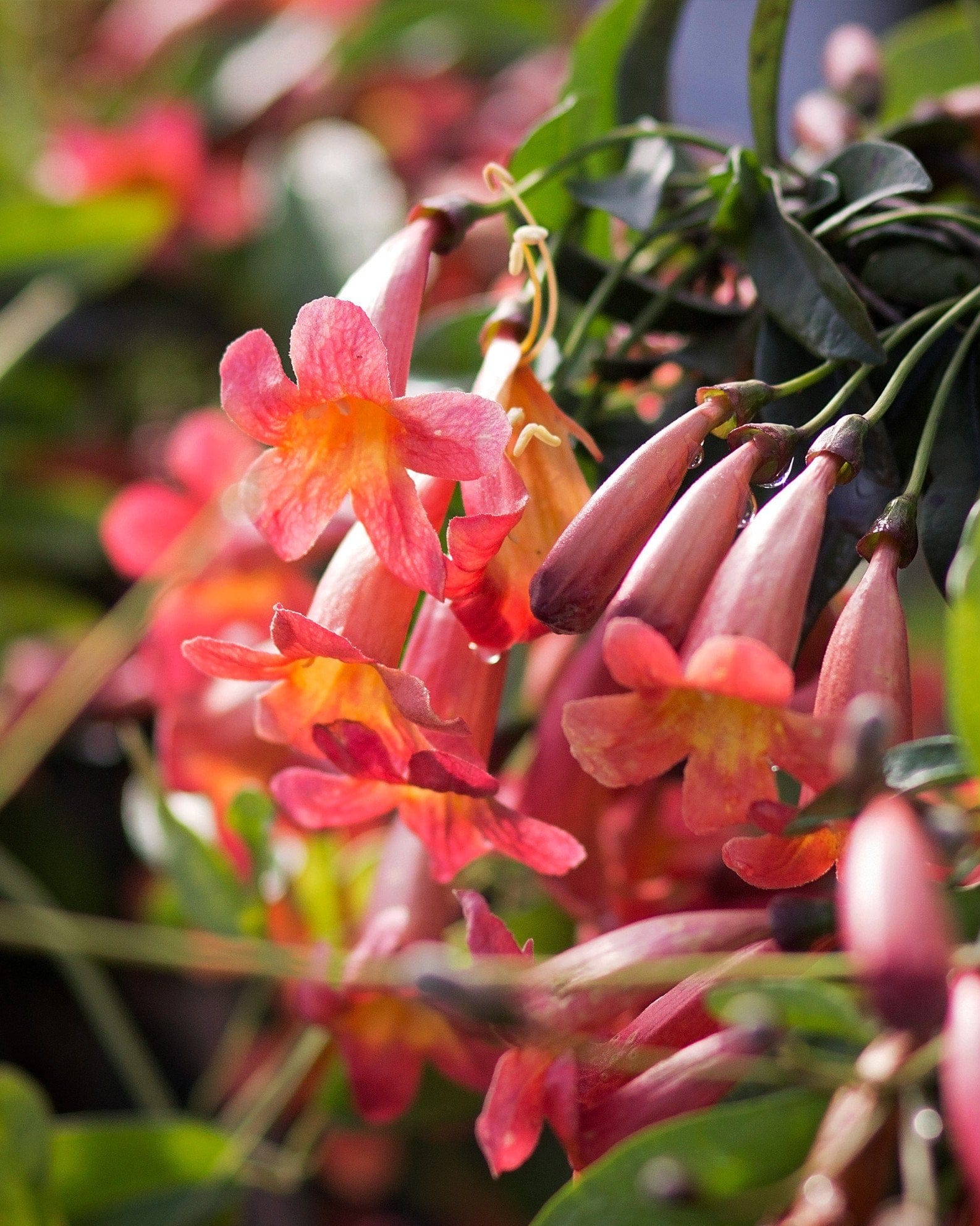 Tangerine Beauty Crossvine