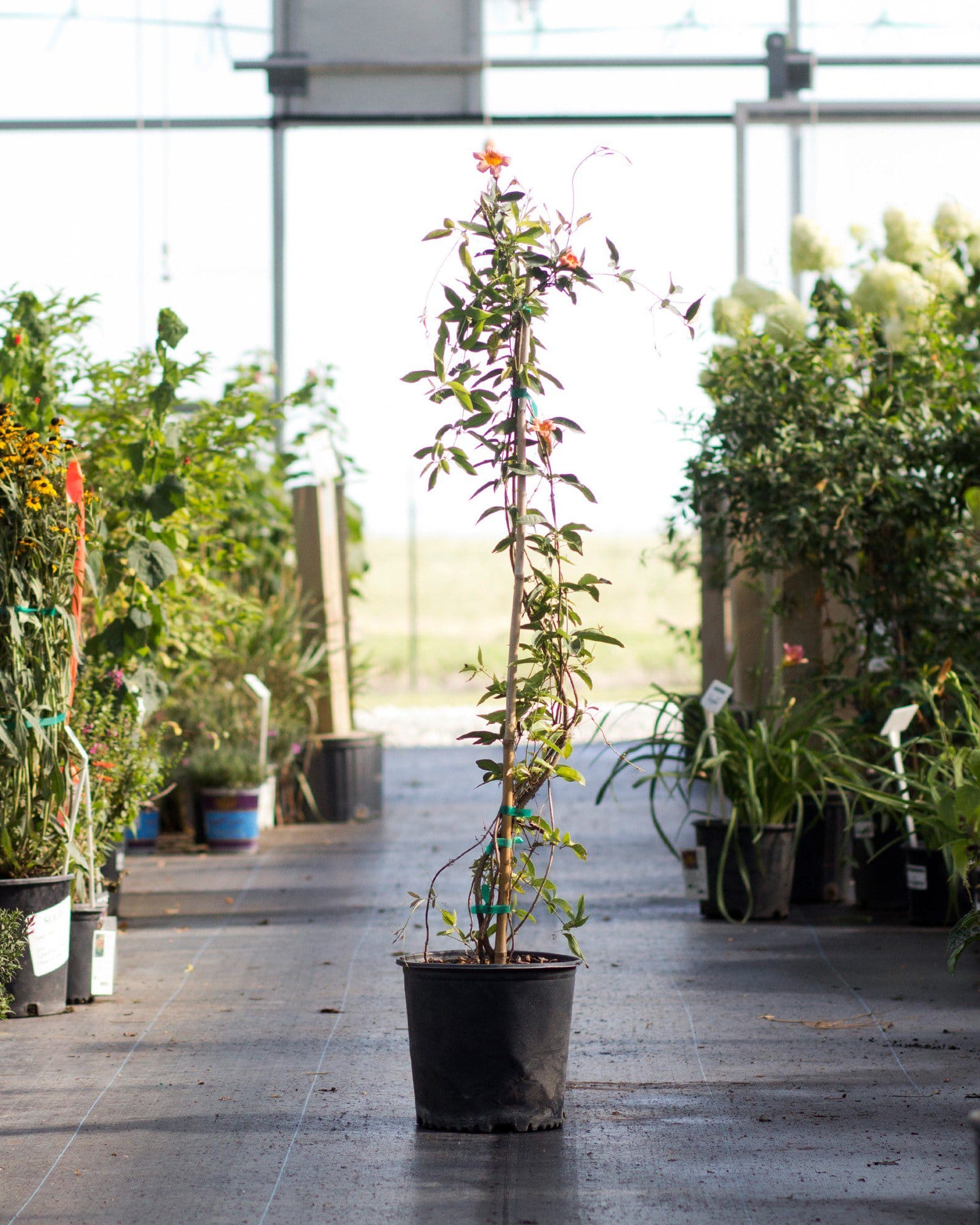 Tangerine Beauty Crossvine - view 2