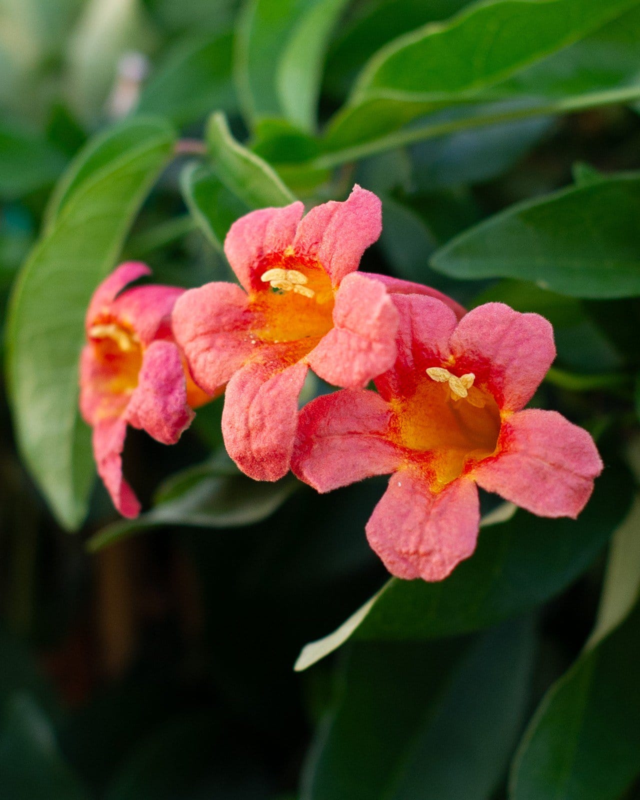 Tangerine Beauty Crossvine - view 3