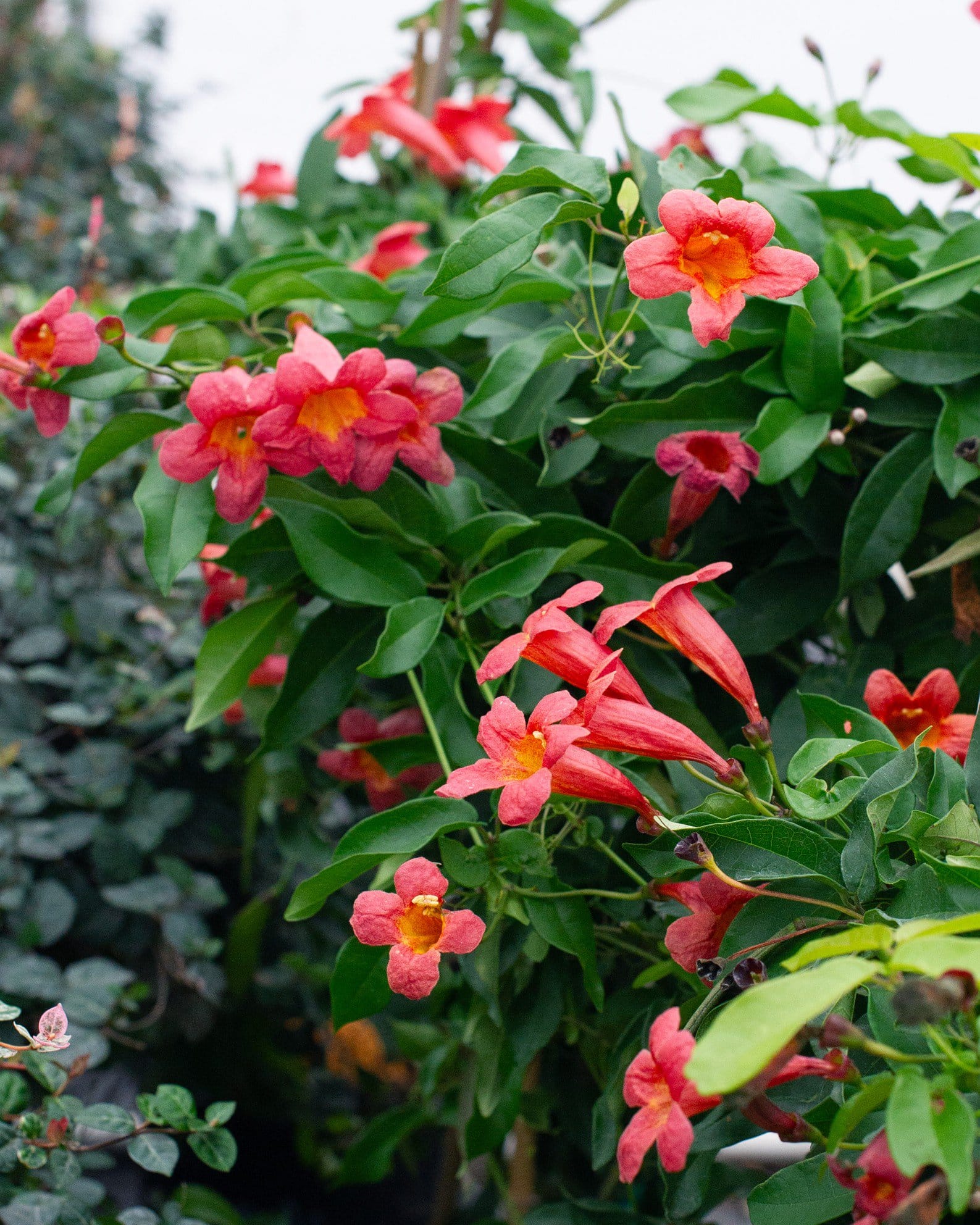 Tangerine Beauty Crossvine - view 4