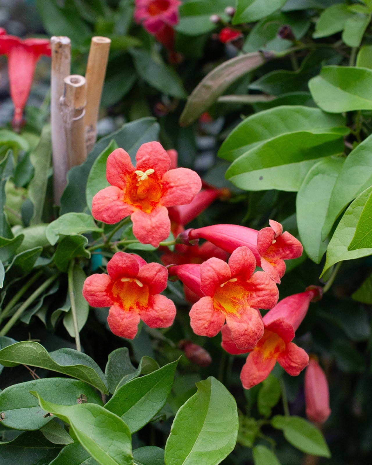 Tangerine Beauty Crossvine - view 5