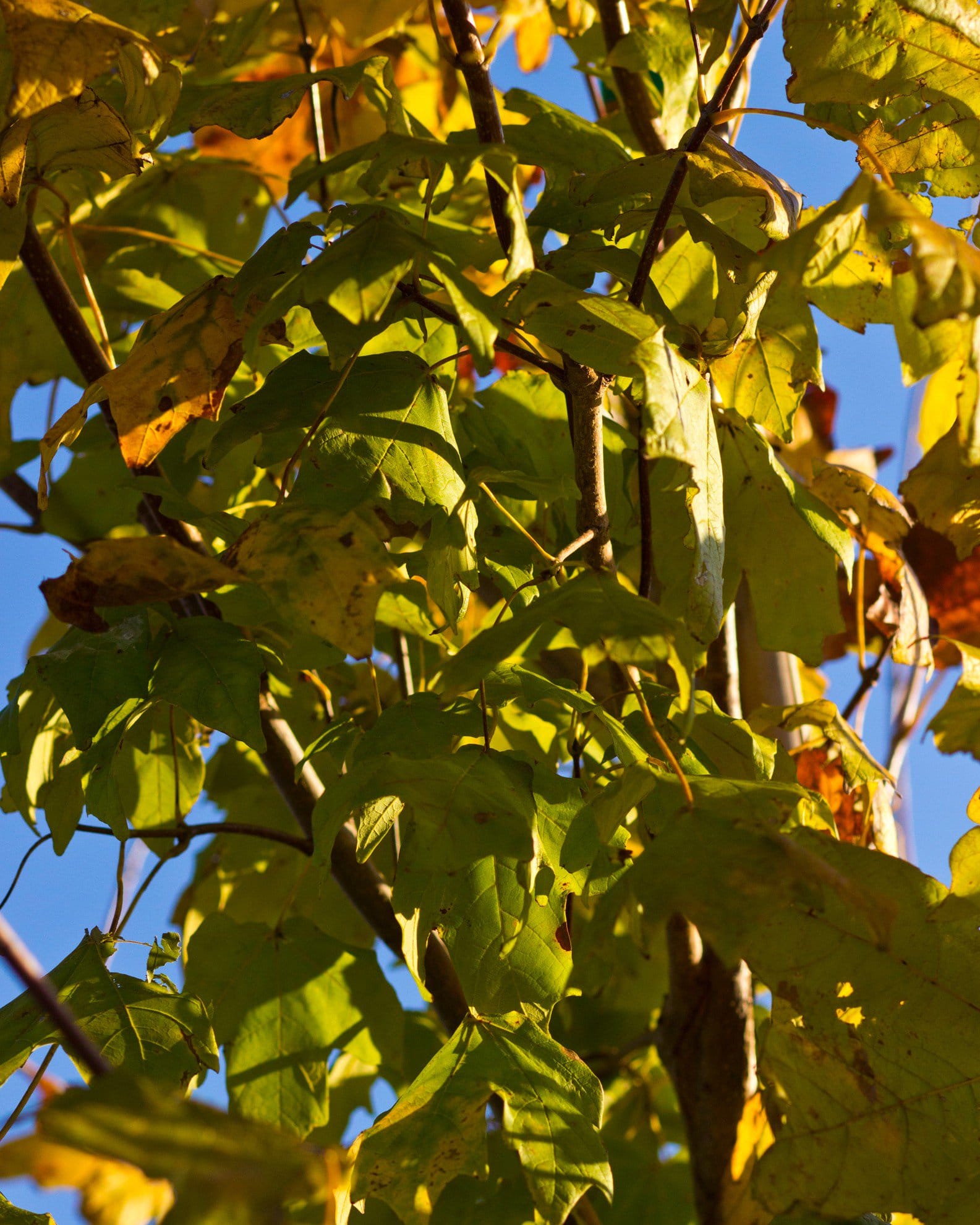 Mexican Sugar Maple - view 2