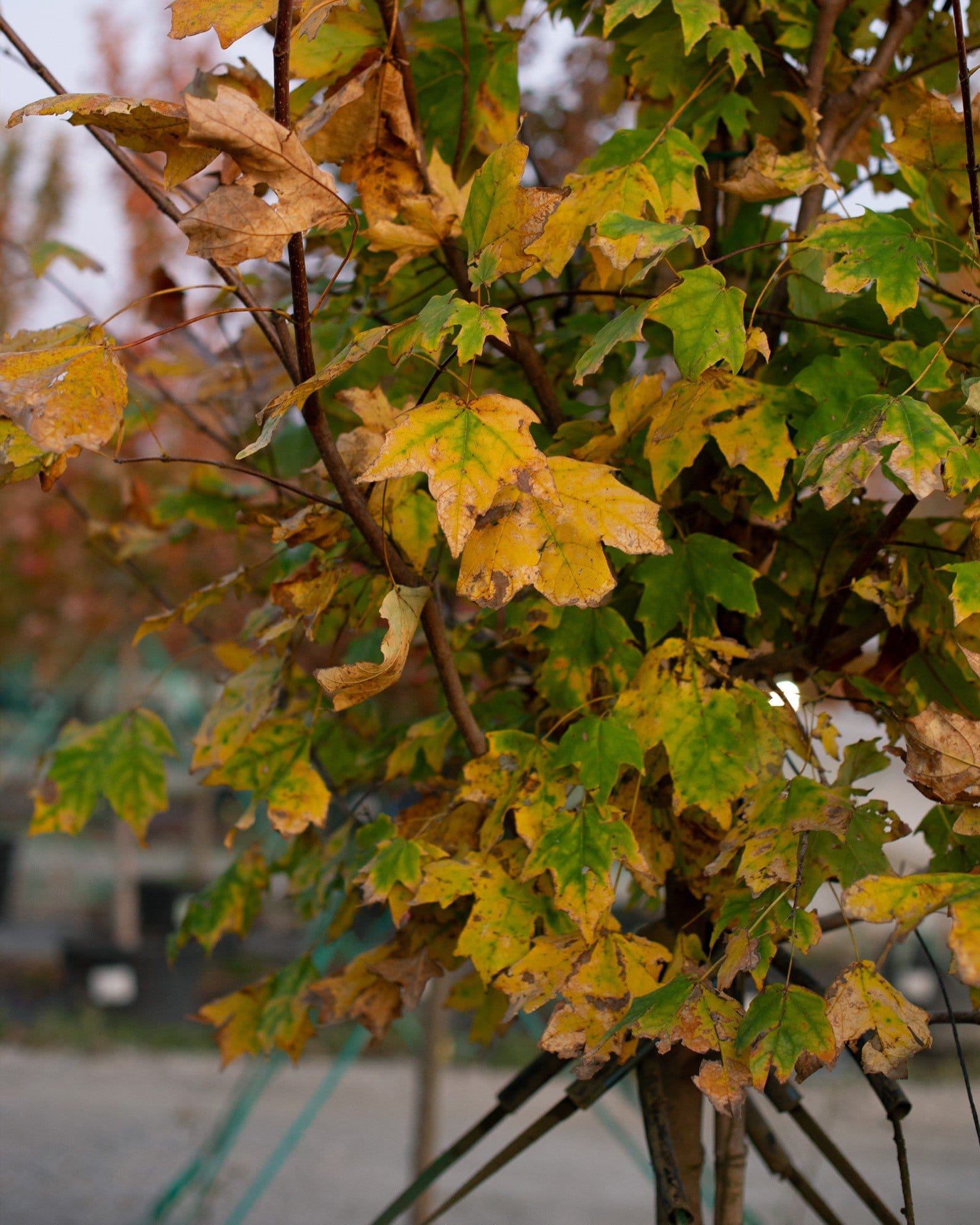 Mexican Sugar Maple - view 3