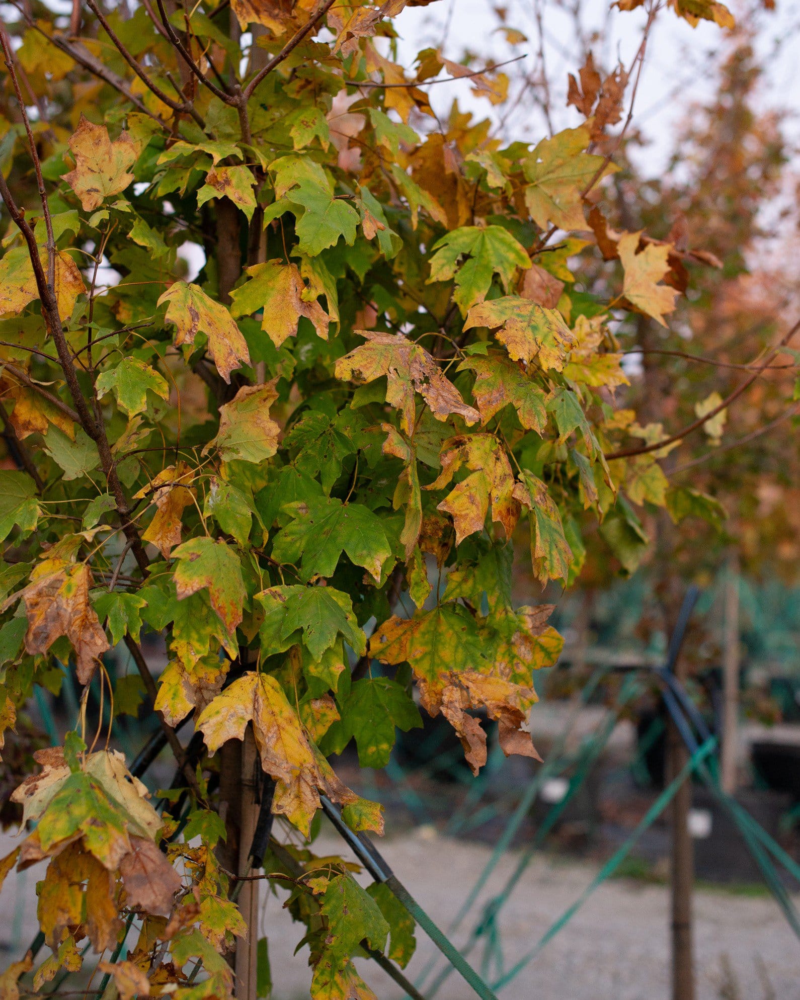 Mexican Sugar Maple - view 4