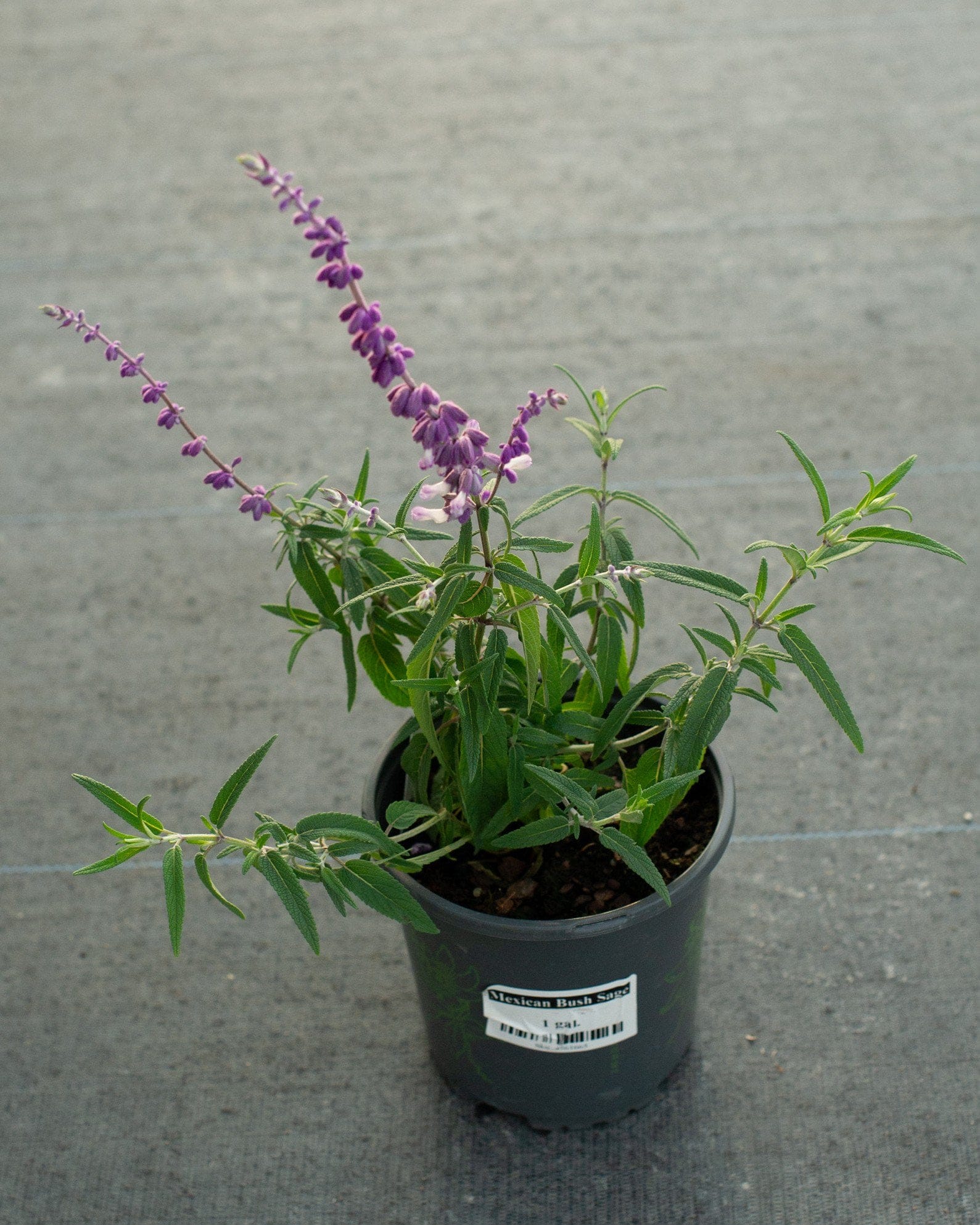 Mexican Bush Sage - view 4