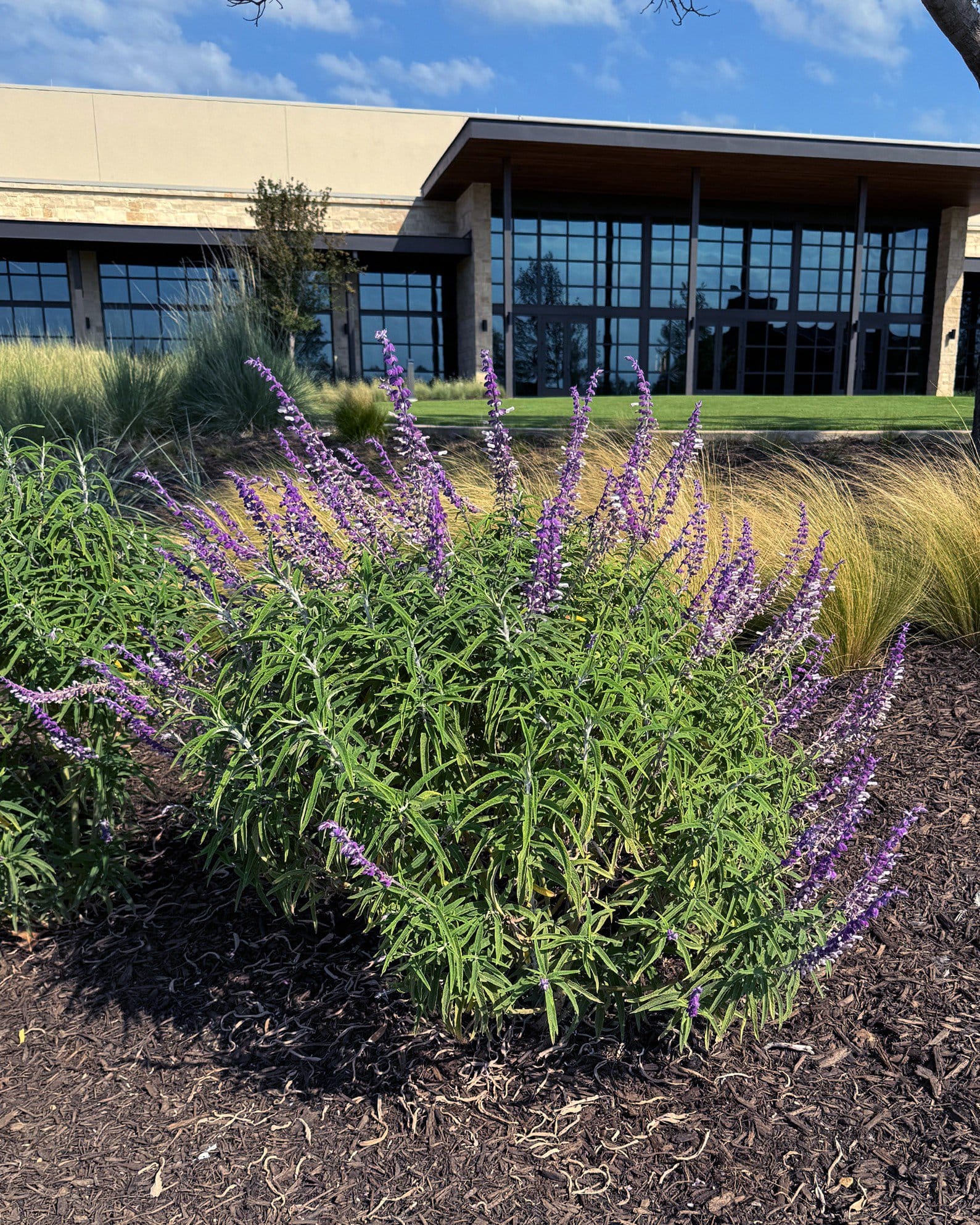 Mexican Bush Sage - view 5